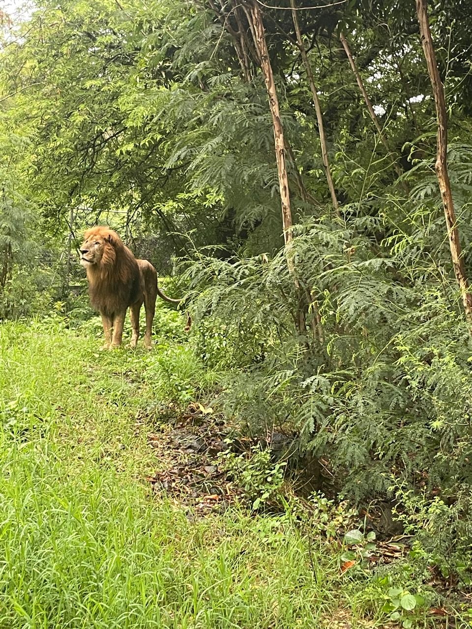 Photo of a lion